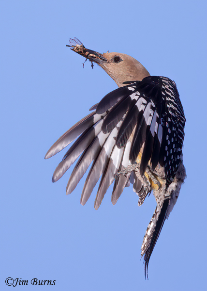 Gila Woodpecker female with insects for nestlings--5856