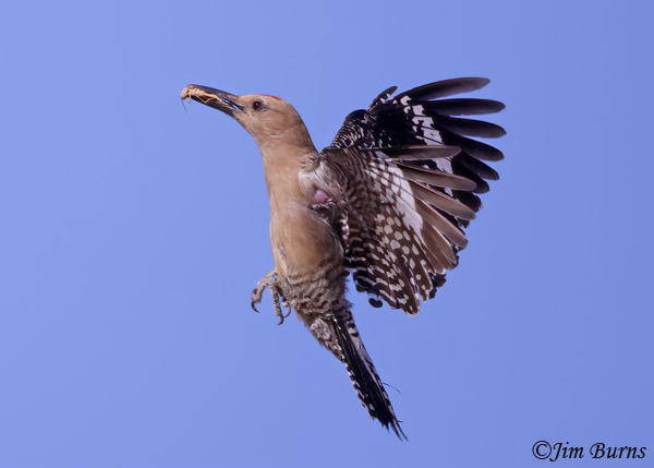 Gila Woodpecker male with grasshopper for nestlings--6237
