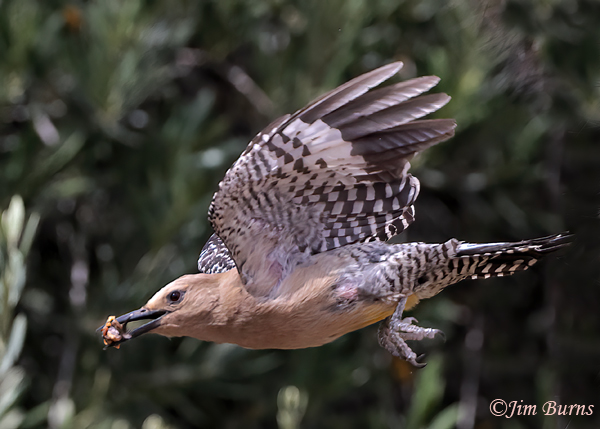 Gila Woodpecker female removing fecal sac from nest #2--6301