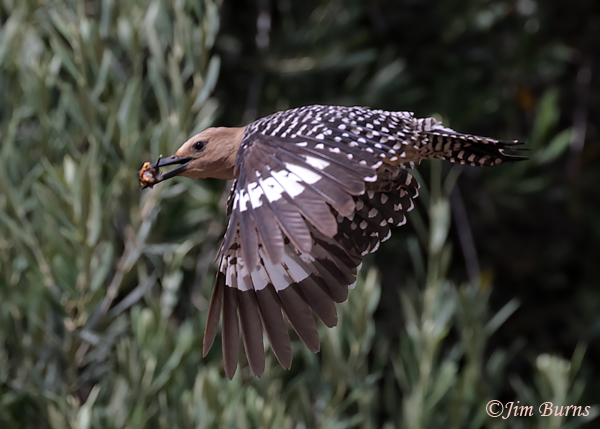 Gila Woodpecker female removing fecal sac from nest #2--6302