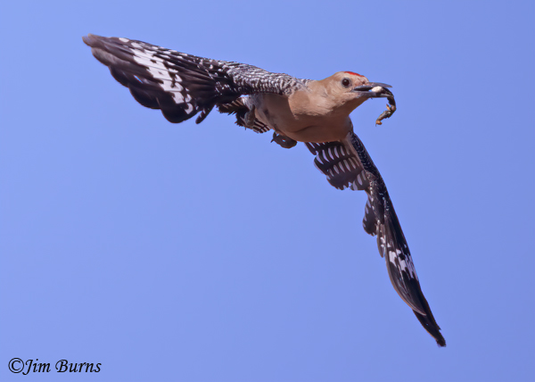 Gila Woodpecker male removing fecal sac from nest--6304