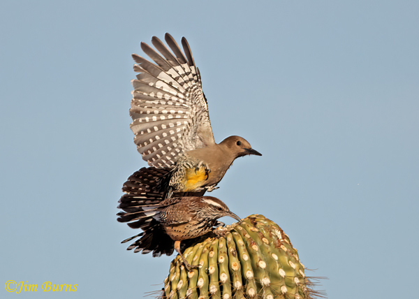 Gila Woodpecker, Cactus Wren conflict resolution--7209