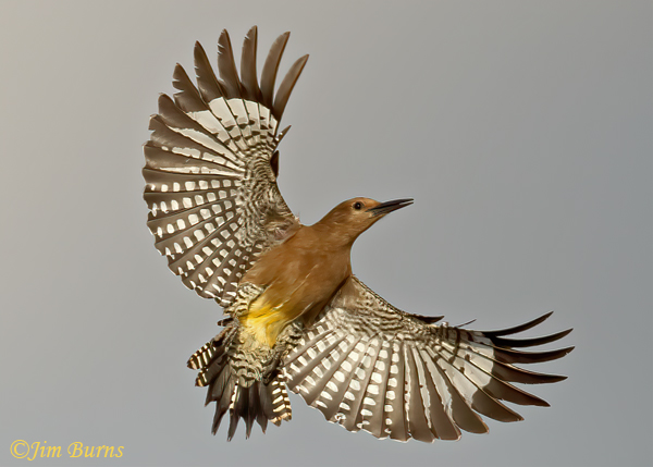 Gila Woodpecker male in flight ventral wing--7669
