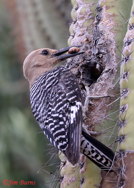 Gila Woodpecker male delivering unidentified insect to nestlings--7977