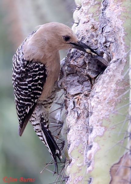 Gila Woodpecker female feeding caterpillar to nestling--8002