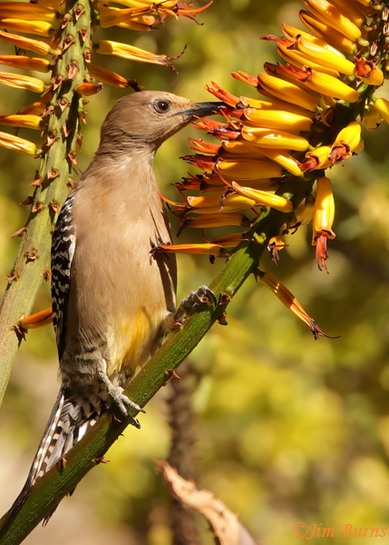 Gila Woodpecker female on aloe #2--8289