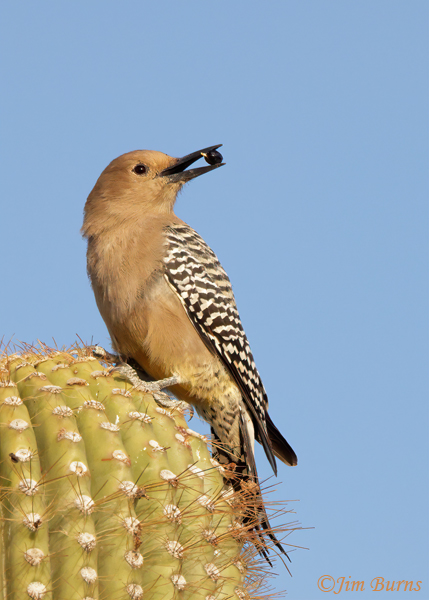 Gila Woodpecker female with Fan Palm date--8739