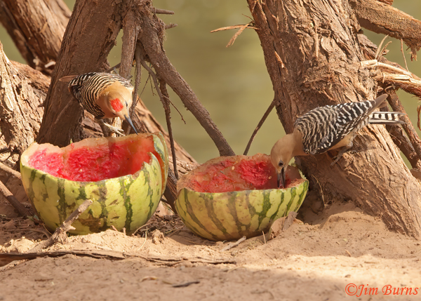 Gila Woodpecker pair, picnic on the beach--9110