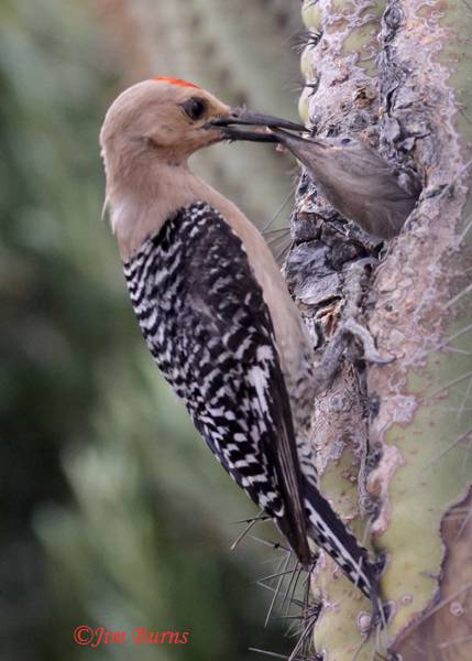 Gila Woodpecker male feeding nestling--989