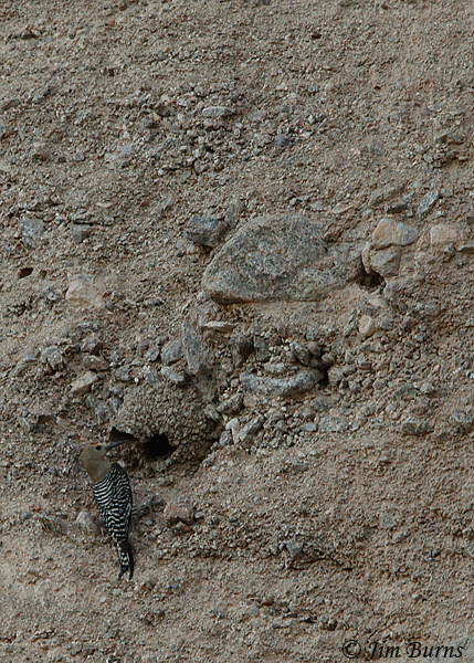 Gila Woodpecker at swallow nest
