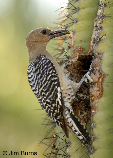 Gila Woodpecker female with caterpillar for nestlings