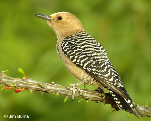 Gila Woodpecker female