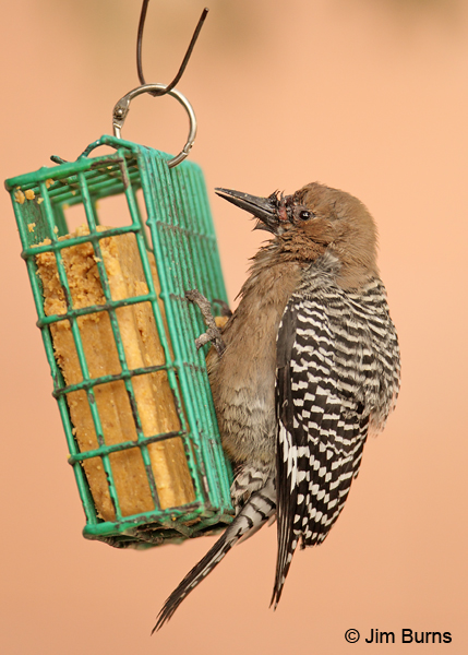 Gila Woodpecker female with genetic abnormalites