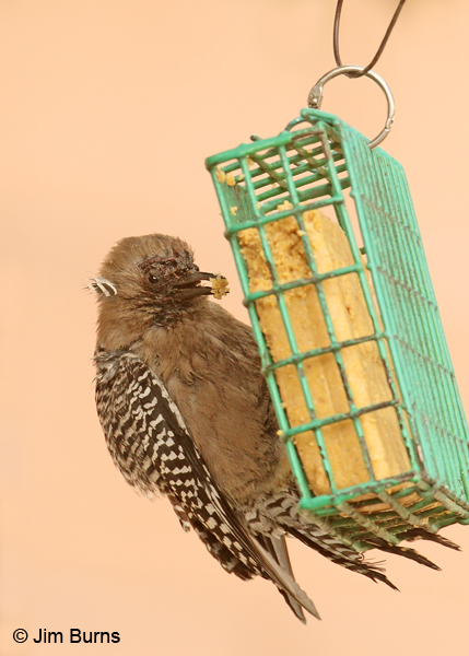 Gila Woodpecker female with genetic abnormalities #2