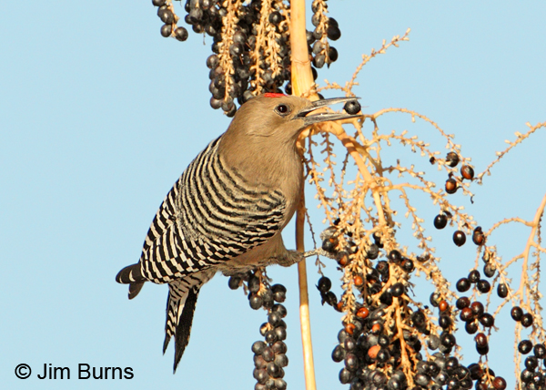 Gila Woodpecker male in Fan Palm