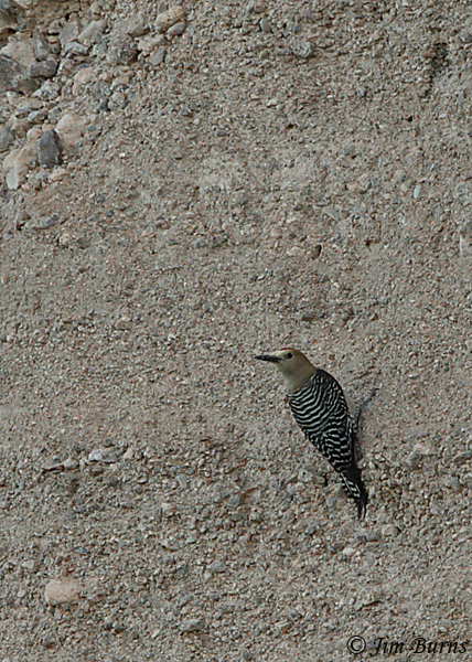 Gila Woodpecker male on cliff face