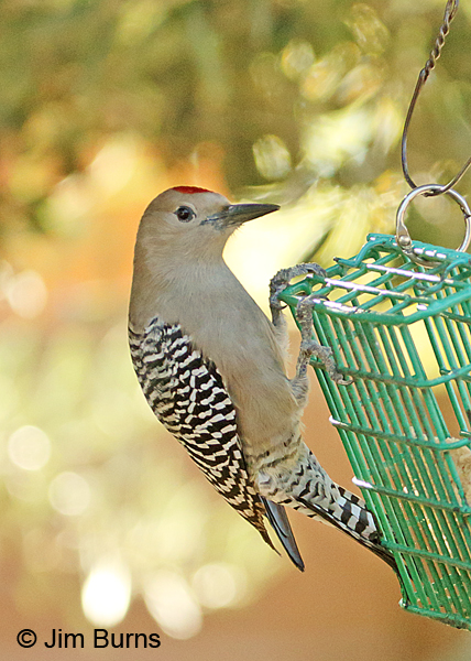 Gila Woodpecker male on suet feeder #2