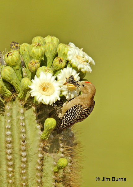 Gila Woodpecker male picking up bee at saguaro super market