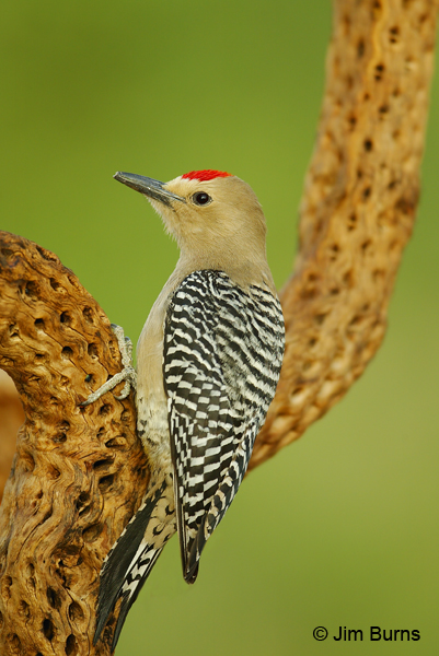 Gila Woodpecker male