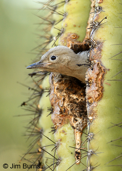 Gila Woodpecker nestling one week before fledging