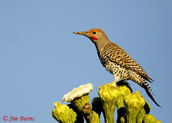 Gilded Flicker male, sunrise at the Saguaro Supermarket--2828