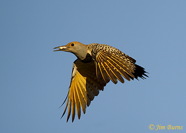 Gilded Flicker female removing fecal sac from nest--2685