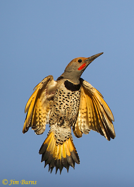Gilded Flicker male