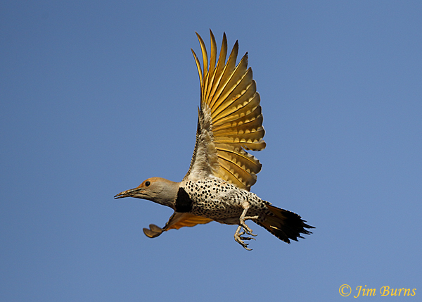 Gilded Flicker female in flight--2994