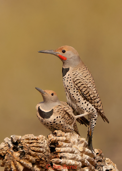 Gilded Flicker pair precopulation--0266