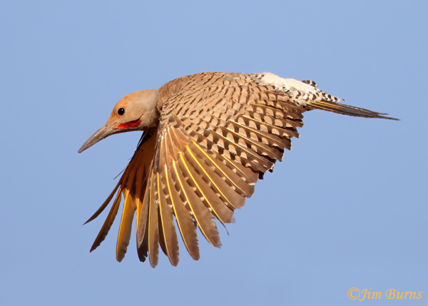 Gilded Flicker male in flight, downstroke--1149