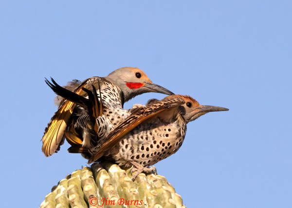 Gilded Flicker copulation--1160
