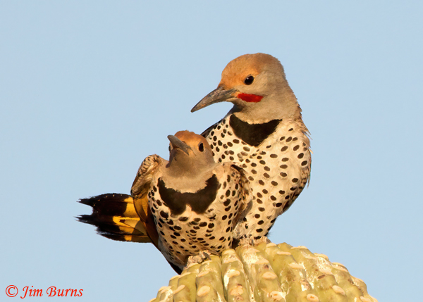 Gilded Flicker copulation--1548