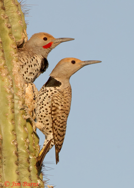 Gilded Flicker pair at home in Sahuaro Cactus--1638