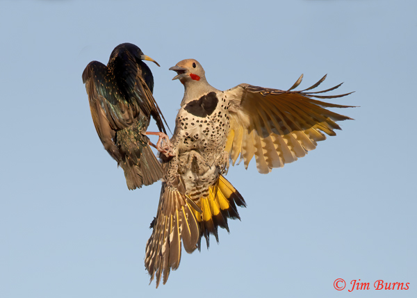 Gilded Flicker male, Star(ling) Wars--1930