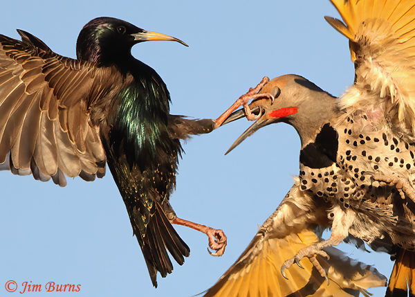 Gilded Flicker male, Star(ling) Wars #2 close-up--1931--2