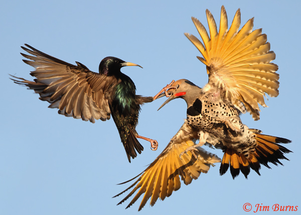 Gilded Flicker male, Star(ling) Wars #2--1931