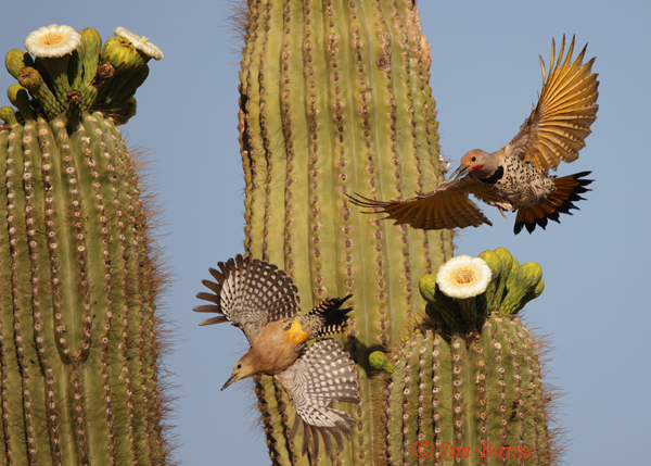 Gilded Flicker male chasing Gila Woodpecker--2750
