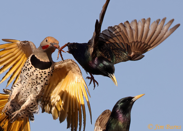 Gilded Flicker male, Star(ling) Wars #3 close-up--2786--2