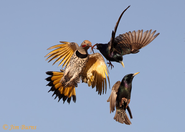Gilded Flicker male, Star(ling) Wars #3--2786