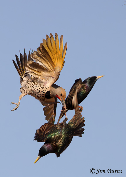Gilded Flicker male, Star(ling) Wars #4--2788