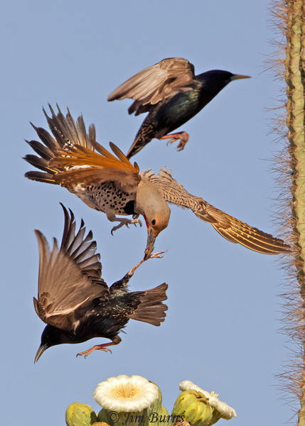 Gilded Flickers, chaos at the Saguaro Cafe #2 close-up--2789--2