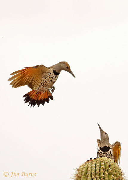 Gilded Flicker females squabbling over territory--3307