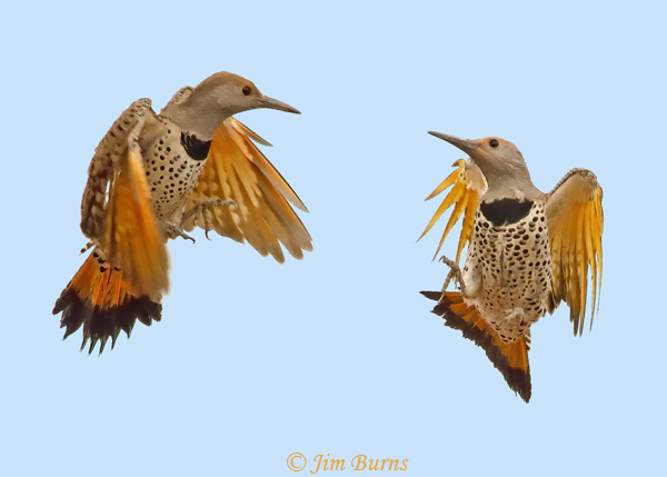 Gilded Flicker females squabbling over territory--3308