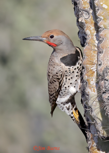 Gilded Flicker male on Saguaro--3328