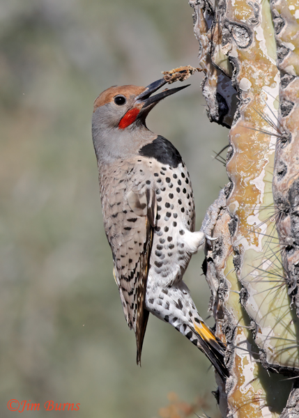 Gilded Flicker male excavating Saguaro cavity--3410