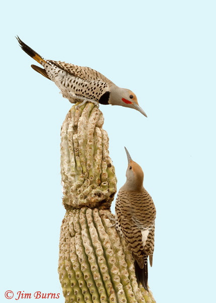 Gilded Flicker courtship, male above--3518