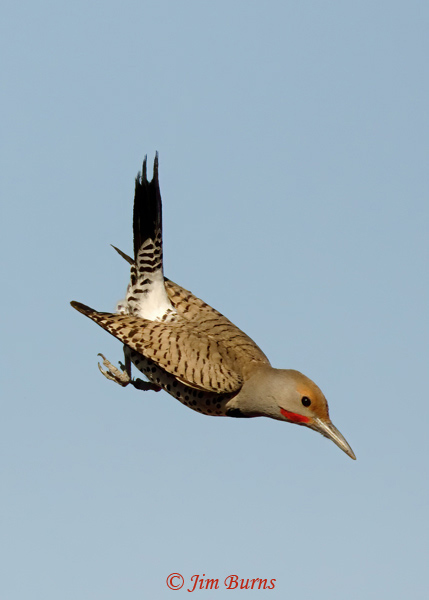 Gilded Flicker male, tail up--3596