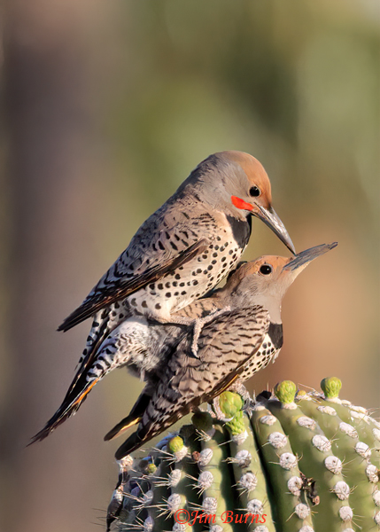 Gilded Flicker copulation--3606