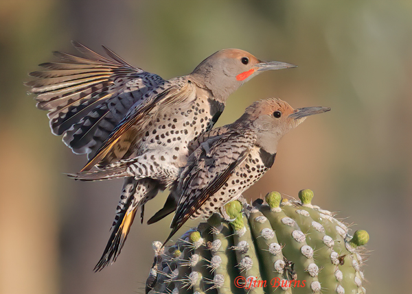 Gilded Flicker copulation--3660