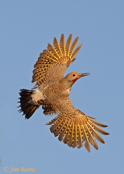 Gilded Flicker male full wingspread--3736
